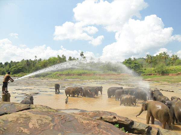 Elephant Bathing Sessions
