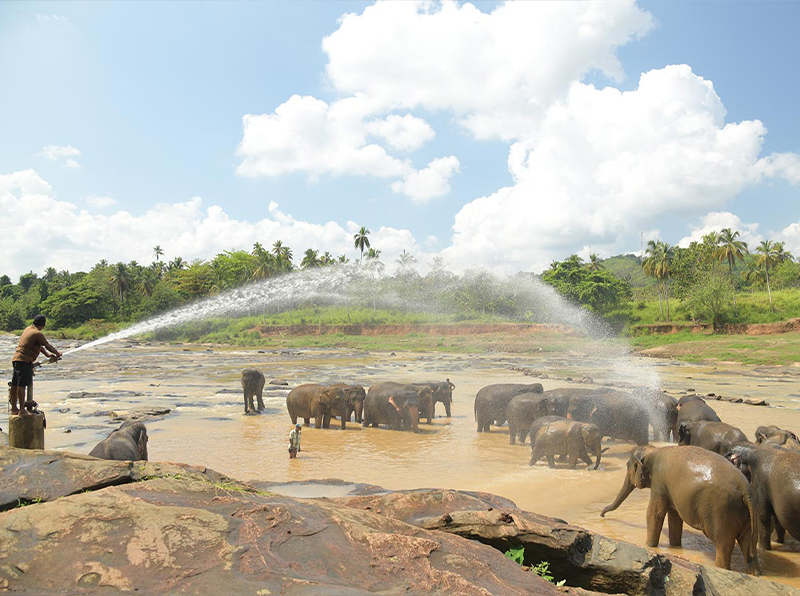Elephant Bathing Sessions