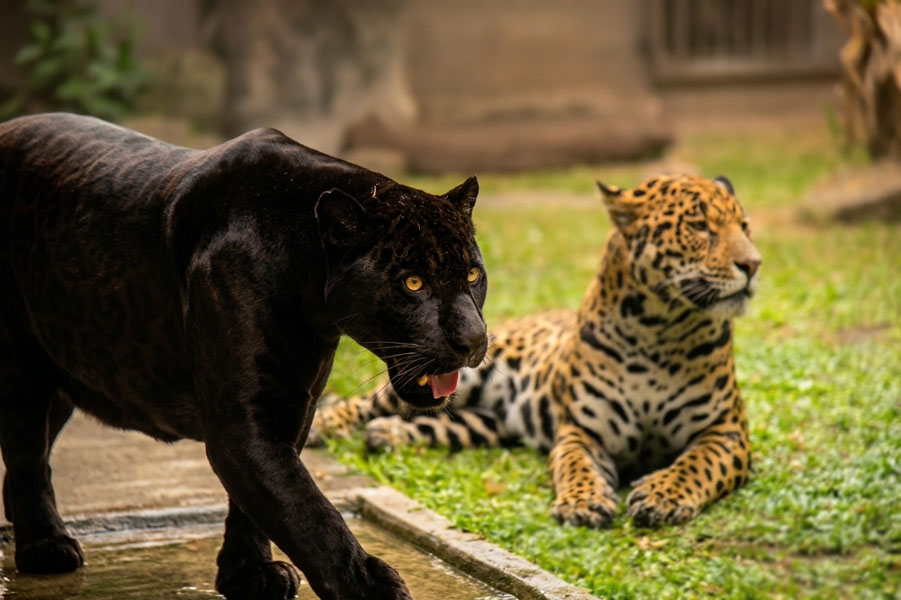 Dehiwala-zoo-gallery-24