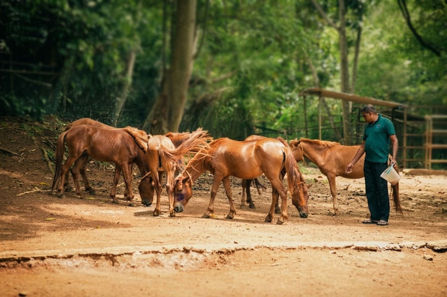 Pinnawala Zoo-3